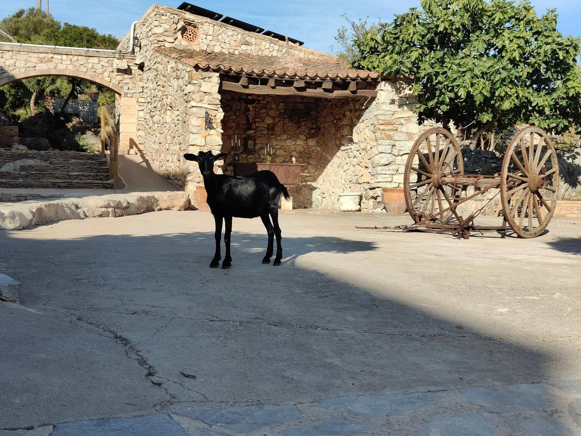 Agroturismo Sa Duaia 아르타 외부 사진